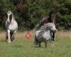 Active Horse-ganzheitliche Therapie für Ihr Tier