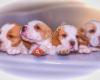 Beagles from Fairys Heaven