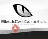 Blackcat_genetics