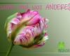 Blumen & Ambiente