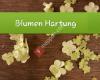 Blumen-Hartung