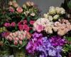 Blumen Treis - Floristik im Trend