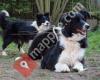 Border Collie Welpen