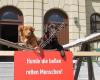 BRK Rettungshundestaffel Pfaffenhofen an der Ilm