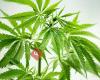 Cannabis Social Club Lindau am Bodensee