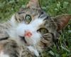 Cat Emotion -Katzenproblemberatung, Haltungsberatung & Katzensitting-