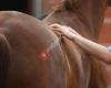 Denise Gerling - Osteopathie, Physiotherapie und dry needling für Pferde
