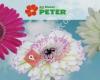 Der Blumen PETER