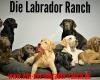 Die Labrador - Ranch