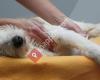 DogsFit Hundephysiotherapie Bad Kissingen