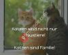 Ein Herz für Katzen in Niedersachsen