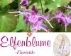 Elfenblume -Floristik-