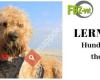 FBZvet - Lernwelt Hundephysiotherapie