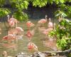 Flamingo am ZOO Dortmund