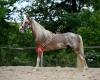 Floyd's Stables - Tennessee Walking Horse