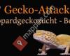 Gecko-Attack