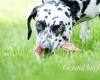 Gesund barfen - Ernährungsberatung & BARF-Planerstellung für Hunde