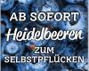 Heidelbeeren Irmler, selber pflücken !