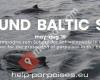 Hilfe für Schweinswale in der Ostsee