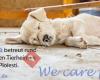 Hilfsprojekte Pro Dog Romania