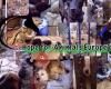 Hope for Animals Europe e.V.