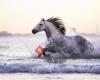 HorseTec     for horses health