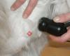 Hund InTakt - Die Physiotherapie für Ihren Hund