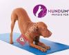 Hundephysiotherapie - Hund Um Wohl Potsdam