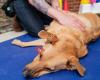 Hundephysiotherapie Tobias Nebelung