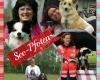 Hundesportclub See-Pfoten e. V.