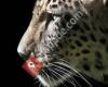 Internetagentur seo-leopard e.K. - IT, SEO & Marketing