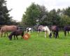 Kenata Heiltherapeutisches Reiten und mehr