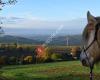 Kilnacasan Highlandponies