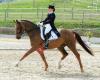 Lieningshof scuola di Dressage