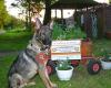 LUCKY DOG HOSTEL / (Gemeinnütziger Tierschutzverein / Hundepension)