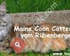 Maine Coons vom Rübenberge