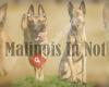 Malinois in Not