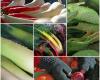 Marietta Laub, Obst und Gemüse aus biologischem Anbau