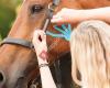 Mittelpunkt Pferd Pferdeosteotherapie