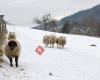 Naturpark Neckartal-Odenwald e.V.