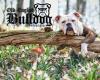 Old English Bulldog Freunde