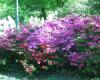 Rhododendrontal im Grugapark