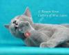 Russisch Blau of Blue Salem / Russian Blue