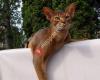 Segena's Abyssinian Cattery