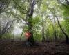 Shinrin Yoku - Forestbathing Hungary