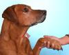Sylvia Altrogge - Teamtraining für mehr Harmonie zwischen Mensch und Hund