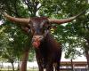 Texas Longhorn Hof Spexard