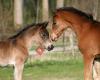 Verband der Pony- und Pferdezüchter Hessen e.V.