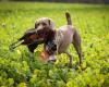 Weimaraner vom Auenland