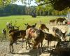 Wildpark Möhnesee